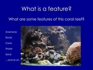 What is a feature? What are some features of this coral reef? Anemone Rocks Coral Water Sand … and so on 