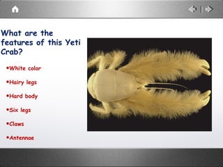 What are the
features of this Yeti
Crab?
•White color
•Hairy legs
•Hard body
•Six legs
•Claws
•Antennae
 