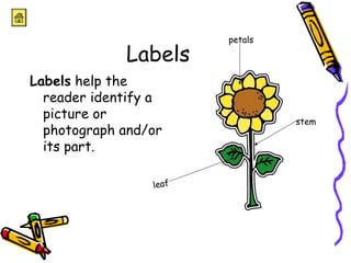 Labels 
Labels help the 
reader identify a 
picture or 
photograph and/or 
its part. 
leaf 
stem 
petals 
 