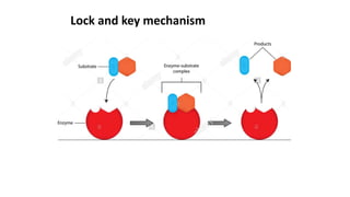 Lock and key mechanism
 