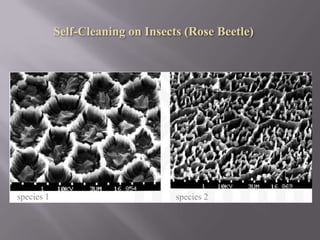     done by electrospinningMicro fiber	silver coatingbraced silvercoating on thefiber surfacemicrofibercross section