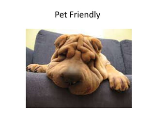Pet Friendly