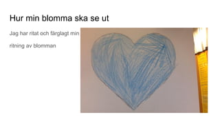 Hur min blomma ska se ut
Jag har ritat och färglagt min
ritning av blomman
 