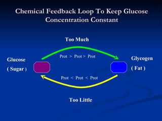 Chemical Feedback Loop To Keep Glucose Concentration Constant Glucose ( Sugar  ) Too Little Too Much Glycogen ( Fat ) Prot...