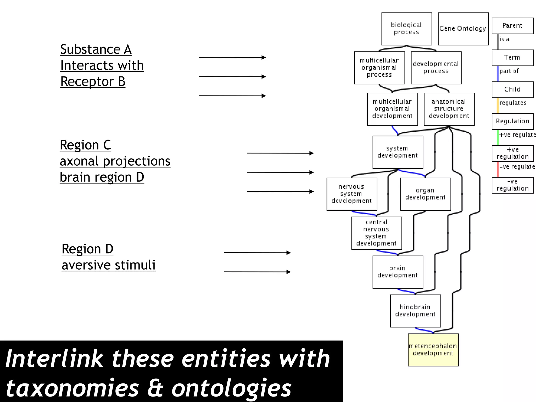 Substance A
    Interacts with
    Receptor B



    Region C
    axonal projections
    brain region D




     Region D
     aversive stimuli




Interlink these entities with
taxonomies & ontologies
 