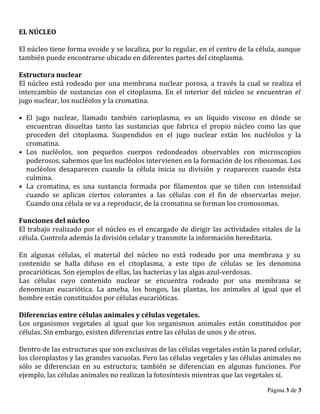 EL NÚCLEO
El núcleo tiene forma ovoide y se localiza, por lo regular, en el centro de la célula, aunque
también puede encontrarse ubicado en diferentes partes del citoplasma.
Estructura nuclear
El núcleo está rodeado por una membrana nuclear porosa, a través la cual se realiza el
intercambio de sustancias con el citoplasma. En el interior del núcleo se encuentran el
jugo nuclear, los nucléolos y la cromatina.
• El jugo nuclear, llamado también carioplasma, es un líquido viscoso en dónde se
encuentran disueltas tanto las sustancias que fabrica el propio núcleo como las que
proceden del citoplasma. Suspendidos en el jugo nuclear están los nucléolos y la
cromatina.
• Los nucléolos, son pequeños cuerpos redondeados observables con microscopios
poderosos. sabemos que los nucléolos intervienen en la formación de los ribosomas. Los
nucléolos desaparecen cuando la célula inicia su división y reaparecen cuando ésta
culmina.
• La cromatina, es una sustancia formada por filamentos que se tiñen con intensidad
cuando se aplican ciertos colorantes a las células con el fin de observarlas mejor.
Cuando una célula se va a reproducir, de la cromatina se forman los cromosomas.
Funciones del núcleo
El trabajo realizado por el núcleo es el encargado de dirigir las actividades vitales de la
célula. Controla además la división celular y transmite la información hereditaria.
En algunas células, el material del núcleo no está rodeado por una membrana y su
contenido se halla difuso en el citoplasma, a este tipo de células se les denomina
procarióticas. Son ejemplos de ellas, las bacterias y las algas azul-verdosas.
Las células cuyo contenido nuclear se encuentra rodeado por una membrana se
denominan eucariótica. La ameba, los hongos, las plantas, los animales al igual que el
hombre están constituidos por células eucarióticas.
Diferencias entre células animales y células vegetales.
Los organismos vegetales al igual que los organismos animales están constituidos por
células. Sin embargo, existen diferencias entre las células de unos y de otros.
Dentro de las estructuras que son exclusivas de las células vegetales están la pared celular,
los cloroplastos y las grandes vacuolas. Pero las células vegetales y las células animales no
sólo se diferencian en su estructura; también se diferencian en algunas funciones. Por
ejemplo, las células animales no realizan la fotosíntesis mientras que las vegetales sí.
Página 3 de 3
 