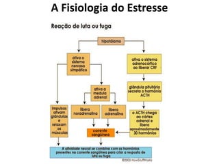 A Fisiologia do Estresse
 