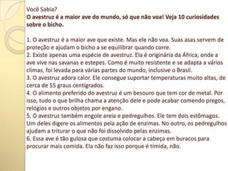 Você Sabia?
O avestruz é a maior ave do mundo, só que não voa! Veja 10 curiosidades
sobre o bicho.
1. O avestruz é a maior ave que existe. Mas ele não voa. Suas asas servem de
proteção e ajudam o bicho a se equilibrar quando corre.
2. Existe apenas uma espécie de avestruz. Ela é originária da África, onde a
ave vive nas savanas e estepes. Como é muito resistente e se adapta a vários
climas, foi levada para várias partes do mundo, inclusive o Brasil.
3. O avestruz adora calor. Ele consegue suportar temperaturas muito altas, de
cerca de 55 graus centígrados.
4. O alimento preferido do avestruz é um besouro que tem cor de metal. Por
isso, tudo o que brilha chama a atenção dele e pode acabar comendo pregos,
relógios e outros objetos por engano.
5. O avestruz também engole areia e pedregulhos. Ele tem dois estômagos.
Um deles digere os alimentos pela ação de enzimas. No outro, os pedregulhos
ajudam a triturar o que não foi dissolvido pelas enzimas.
6. Essa ave é tão gulosa que costuma colocar a cabeça em buracos para
procurar mais comida. Ela não faz isso porque é tímida, não.
 