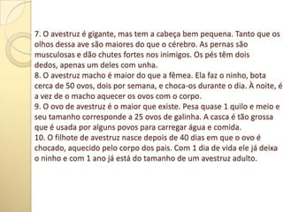 7. O avestruz é gigante, mas tem a cabeça bem pequena. Tanto que os
olhos dessa ave são maiores do que o cérebro. As pernas são
musculosas e dão chutes fortes nos inimigos. Os pés têm dois
dedos, apenas um deles com unha.
8. O avestruz macho é maior do que a fêmea. Ela faz o ninho, bota
cerca de 50 ovos, dois por semana, e choca-os durante o dia. À noite, é
a vez de o macho aquecer os ovos com o corpo.
9. O ovo de avestruz é o maior que existe. Pesa quase 1 quilo e meio e
seu tamanho corresponde a 25 ovos de galinha. A casca é tão grossa
que é usada por alguns povos para carregar água e comida.
10. O filhote de avestruz nasce depois de 40 dias em que o ovo é
chocado, aquecido pelo corpo dos pais. Com 1 dia de vida ele já deixa
o ninho e com 1 ano já está do tamanho de um avestruz adulto.
 
