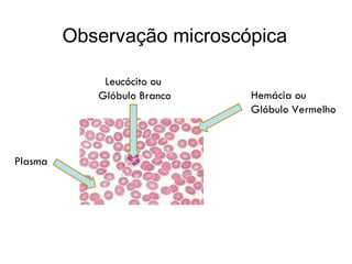 Observação microscópica Hemácia ou  Glóbulo Vermelho Leucócito ou  Glóbulo Branco Plasma 