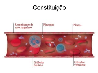 Constituição 