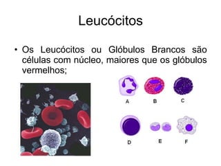 Leucócitos Os Leucócitos ou Glóbulos Brancos são células com núcleo, maiores que os glóbulos vermelhos; 