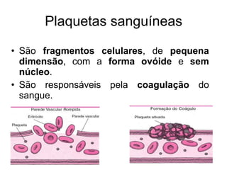 Plaquetas sanguíneas São  fragmentos celulares , de  pequena dimensão , com a  forma ovóide  e  sem núcleo .  São responsáveis pela  coagulação  do sangue.  