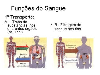 Funções do Sangue 1ª Transporte: A –  Troca de substâncias  nos diferentes órgãos (células ) B  -  Filtragem do sangue nos rins. 