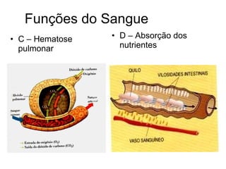 C – Hematose pulmonar D – Absorção dos nutrientes Funções do Sangue 