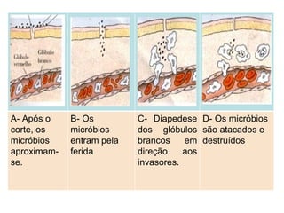 A- Após o corte, os micróbios aproximam-se. B- Os micróbios entram pela ferida C- Diapedese dos glóbulos brancos em direção aos invasores. D- Os micróbios são atacados e destruídos 