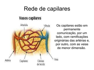 Rede de capilares Os capilares estão em permanente comunicação, por um lado, com ramificações originárias das artérias e, por outro, com as veias de menor dimensão.  