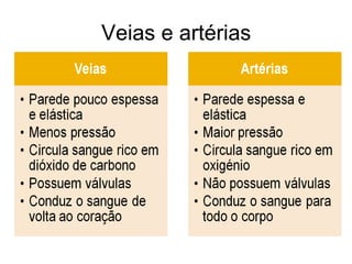 Veias e artérias 