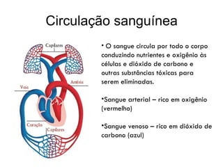Circulação sanguínea O sangue circula por todo o corpo conduzindo nutrientes e oxigênio às células e dióxido de carbono e outras substâncias tóxicas para serem eliminadas.  Sangue arterial – rico em oxigênio (vermelho) Sangue venoso – rico em dióxido de carbono (azul)  