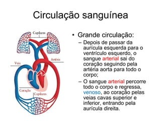 Circulação sanguínea Grande circulação: Depois de passar da aurícula esquerda para o ventrículo esquerdo, o sangue  arterial  sai do coração seguindo pela artéria aorta para todo o corpo; O sangue  arterial  percorre todo o corpo e regressa,  venoso , ao coração pelas veias cavas superior e inferior, entrando pela aurícula direita. 