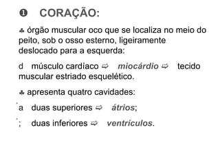  CORAÇÃO:  órgão muscular oco que se localiza no meio do peito, sob o osso esterno, ligeiramente deslocado para a esquerda:  músculo cardíaco   miocárdio   tecido muscular estriado esquelético.  apresenta quatro cavidades:  duas superiores   átrios ;  duas inferiores   ventrículos . 