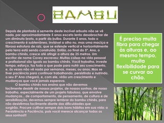 Depois de plantada a semente deste incrível arbusto não se vê
nada, por aproximadamente 5 anos exceto lento desabrochar de
um diminuto broto, a partir do bulbo. Durante 5 anos, todo o
crescimento é subterrâneo, invisível a olho nu, mas uma maciça e
fibrosa estrutura de raiz, que se estende vertical e horizontalmente
pela terra está sendo construída. Então, no final do 5º. Ano, o
bambu chinês, cresce até atingir a altura de 25 metros. Um
escritor de nome Covey escreveu: Muitas coisas na vida pessoal
e profissional são iguais ao bambu chinês. Você trabalha, investe
tempo, esforço, faz tudo o que pode para nutrir seu crescimento,
e, às vezes não vê nada por semanas, meses, ou anos. Mas se
tiver paciência para continuar trabalhando, persistindo e nutrindo,
o seu 5º Ano chegará, e, com ele, virão um crescimento e
mudanças que você jamais esperava.
O bambu chinês nos ensina que não devemos
facilmente desistir de nossos projetos, de nossos sonhos, de nosso
trabalho, especialmente de um projeto fabuloso, que envolve
mudanças... de comportamento, de pensamento, de cultura e de
sensibilização, devemos sempre lembrar do bambu chinês, para
não desistirmos facilmente diante das dificuldades que
surgirão. Procure cultivar sempre dois bons hábitos em sua vida: a
Persistência e Paciência, pois você merece alcançar todos os
seus sonhos!!!

É preciso muita
fibra para chegar
às alturas e, ao
mesmo tempo,
muita
flexibilidade para
se curvar ao
chão.

 