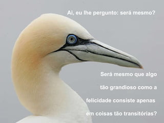 Será mesmo que algo tão grandioso como a felicidade consiste apenas  em coisas tão transitórias? Ai, eu lhe pergunto: será mesmo?  