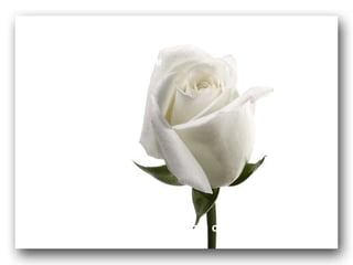 Assuma a condição de ser feliz de verdade não importando qualquer tipo de dificuldade. Você as vence, com certeza! 