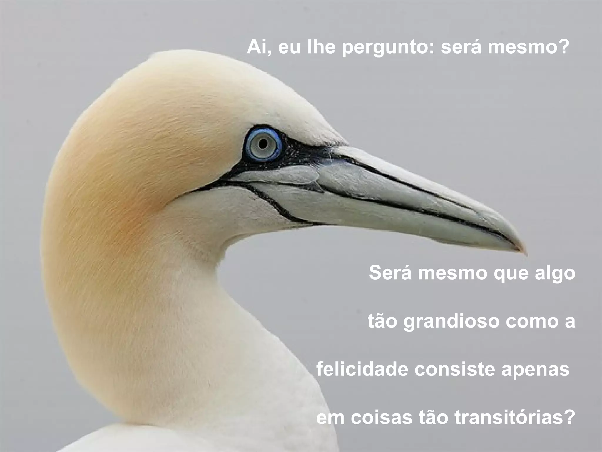Ai, eu lhe pergunto: será mesmo?




            Será mesmo que algo

           tão grandioso como a

      felicidade consiste apenas

      em coisas tão transitórias?
 
