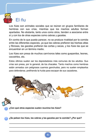 El ñu
Los ñúes son animales sociales que se reúnen en grupos familiares de
hembras con sus crías, mientras que los machos adultos forman
apartados. No obstante, tanto unos como otros, tienden a asociarse entre
sí y con los de otras especies como cebras y gacelas.
En contra de lo que pueda parecer, no se produce rivalidad por la comida
entre las diferentes especies, ya que las cebras prefieren las hierbas altas
y fibrosas, las gacelas prefieren las cortas y secas, y los ñúes las que se
encuentran en un término medio.
Los ñúes son presa de muchos carnívoros tales como guepardos, leones,
cocodrilos, etc.
Estos últimos suelen ser los depredadores más comunes de los adultos. Sus
crías son presa, por lo general, de los chacales. Tanto machos como hembras
están armados con peligrosos cuernos ganchudos, pero no suelen emplearlos
para defenderse, prefiriendo la huida para escapar de sus cazadores.
1 ¿Con qué otras especies suelen reunirse los ñúes?
_________________________________________________________________________
2 ¿Se pelean los ñúes, las cebras y las gacelas por la comida? ¿Por qué?
_________________________________________________________________________
_________________________________________________________________________
_________________________________________________________________________
81
 