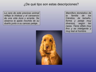 ¿De qué tipo son estas descripciones?

La cara de este precioso animal               Mamífero doméstico de
refleja la tristeza y el cansancio            la familia     de    los
de una vida dura y errante. Se                Cánidos, de tamaño,
observa la ajada mochila de su                forma y pelaje muy
dueño junto a su canoso pelaje.               diversos, según las
                                              razas. Tiene olfato muy
                                              fino y es inteligente y
                                              muy leal al hombre.
 