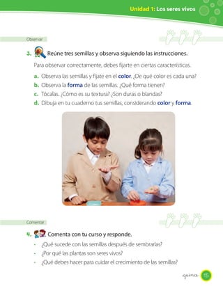 Unidad 1: Los seres vivos
Observar
3. Reúne tres semillas y observa siguiendo las instrucciones.
Para observar correctamente, debes fijarte en ciertas características.
a. Observa las semillas y fíjate en el color. ¿De qué color es cada una?
b. Observa la forma de las semillas. ¿Qué forma tienen?
c. Tócalas. ¿Cómo es su textura? ¿Son duras o blandas?
d. Dibuja en tu cuaderno tus semillas, considerando color y forma.
Comentar
4. Comenta con tu curso y responde.
· ¿Qué sucede con las semillas después de sembrarlas?
· ¿Por qué las plantas son seres vivos?
· ¿Qué debes hacer para cuidar el crecimiento de las semillas?
15_quince
 