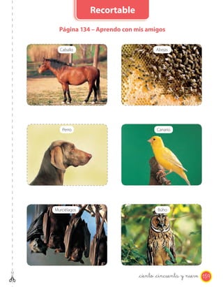 Página 134 – Aprendo con mis amigos
Perro Canario
Caballo Abejas
Murciélagos Búho
159_ciento _cincuenta y nueve
Recortable
 