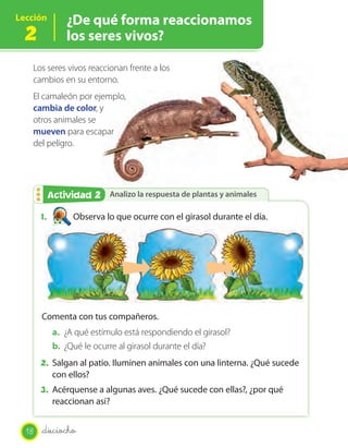 Lección
2
¿De qué forma reaccionamos
los seres vivos?
Analizo la respuesta de plantas y animalesAnalizo la respuesta de plantas y animalesActividad 2Actividad 2
Los seres vivos reaccionan frente a los
cambios en su entorno.
El camaleón por ejemplo,
cambia de color, y
otros animales se
mueven para escapar
del peligro.
1. Observa lo que ocurre con el girasol durante el día.
Comenta con tus compañeros.
a. ¿A qué estímulo está respondiendo el girasol?
b. ¿Qué le ocurre al girasol durante el día?
2. Salgan al patio. Iluminen animales con una linterna. ¿Qué sucede
con ellos?
3. Acérquense a algunas aves. ¿Qué sucede con ellas?, ¿por qué
reaccionan así?
El camaleón por ejemplo,
, y
para escapar
18 _dieciocho
 