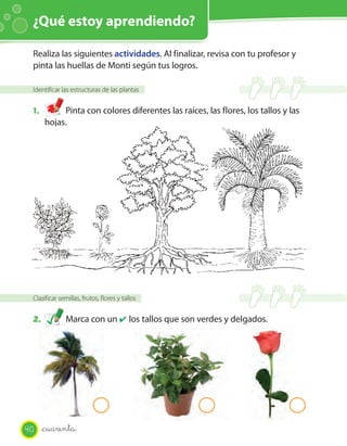 ¿Qué estoy aprendiendo?
Identificar las estructuras de las plantas
1. Pinta con colores diferentes las raíces, las flores, los tallos y las
hojas.
Clasificar semillas, frutos, flores y tallos
2. Marca con un ✔ los tallos que son verdes y delgados.
Realiza las siguientes actividades. Al finalizar, revisa con tu profesor y
pinta las huellas de Monti según tus logros.
40 _cuarenta
 