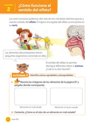 OA 6
Identifico olores agradables y desagradablesIdentifico olores agradables y desagradablesActividad 2Actividad 2
Los seres humanos podemos oler más de tres mil olores distintos gracias a
nuestro sentido del olfato. El órgano encargado del olfato se encuentra en
tu nariz.
El sentido del olfato te permite
distinguir diferentes olores o aromas.
¿Cuál es tu olor favorito?
1. Recorta las imágenes de los alimentos de la página 87 y
pégalos donde corresponda.
Alimentos en mal estado Alimentos en buen estado
2. Comenta: ¿Cómo es el olor de un alimento en mal estado?
Lección
2
¿Cómo funciona el
sentido del olfato?
Los alimentos descompuestos tienen
pequeños organismos creciendo en ellos.
60 _sesenta
 