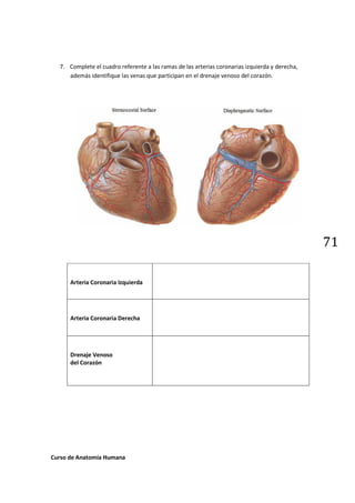 7. Complete el cuadro referente a las ramas de las arterias coronarias izquierda y derecha,
     además identifique las ve...