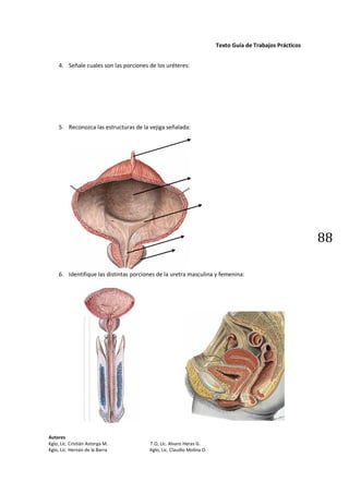 Texto Guía de Trabajos Prácticos


     4. Señale cuales son las porciones de los uréteres:




     5. Reconozca las estr...
