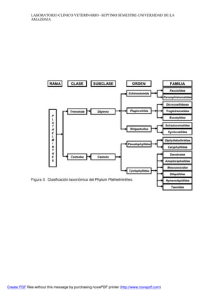 LABORATORIO CLINICO VETERINARIO –SEPTIMO SEMESTRE-UNIVERSIDAD DE LA 
AMAZONIA 
RAMA 
P 
LATHE 
LMINTHES 
CLASE SUBCLASE ORDEN FAMILIA 
Trematoda 
Cestodea 
Digenea 
Cestoda 
Echinostomida 
Figura 3. Clasificación taxonómica del Phylum Plathelminthes. 
Fasciolidae 
Paramphistomatidae 
Plagiorchiida 
Dicrocoeliidaeae 
Strigeatoidea 
Troglotrematidae 
Eucotylidae 
Schistosomatidae 
Cyclocoelidae 
Pseudophyllidea 
Cyclophyllidea 
Diphyllobothriidae 
Caryphylliidae 
Davaineiae 
Anoplocephalidae 
Mesocestoidae 
Dilepididae 
Hymenolepididae 
Taeniidae 
Create PDF files without this message by purchasing novaPDF printer (http://www.novapdf.com) 
 