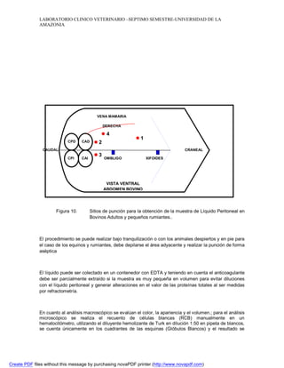 LABORATORIO CLINICO VETERINARIO –SEPTIMO SEMESTRE-UNIVERSIDAD DE LA 
AMAZONIA 
VENA MAMARIA 
DERECHA 
 4 
 2 
 1 
CPD 
CAUDAL CRANEAL 
OMBLIGO XIFOIDES 
CAD 
CAI 
VISTA VENTRAL 
ABDOMEN BOVINO 
 3 
CPI 
Figura 10. Sitios de punción para la obtención de la muestra de Líquido Peritoneal en 
Bovinos Adultos y pequeños rumiantes.. 
El procedimiento se puede realizar bajo tranquilización o con los animales despiertos y en pie para 
el caso de los equinos y rumiantes, debe depilarse el área adyacente y realizar la punción de forma 
aséptica 
El líquido puede ser colectado en un contenedor con EDTA y teniendo en cuenta el anticoagulante 
debe ser parcialmente extraído si la muestra es muy pequeña en volumen para evitar diluciones 
con el líquido peritoneal y generar alteraciones en el valor de las proteínas totales al ser medidas 
por refractometría. 
En cuanto al análisis macroscópico se evalúan el color, la apariencia y el volumen.; para el análisis 
microscópico se realiza el recuento de células blancas (RCB) manualmente en un 
hematocitómetro, utilizando el diluyente hemolizante de Turk en dilución 1:50 en pipeta de blancos, 
se cuenta únicamente en los cuadrantes de las esquinas (Glóbulos Blancos) y el resultado se 
Create PDF files without this message by purchasing novaPDF printer (http://www.novapdf.com) 
 