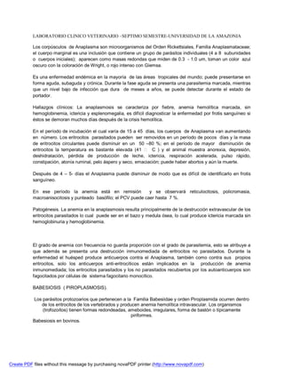 LABORATORIO CLINICO VETERINARIO –SEPTIMO SEMESTRE-UNIVERSIDAD DE LA AMAZONIA 
Los corpúsculos de Anaplasma son microorganismos del Orden Rickettsiales, Familia Anaplasmataceae; 
el cuerpo marginal es una inclusión que contiene un grupo de parásitos individuales (4 a 8 subunidades 
o cuerpos iniciales); aparecen como masas redondas que miden de 0.3 - 1.0 um, toman un color azul 
oscuro con la coloración de Wright, o rojo intenso con Giemsa. 
Es una enfermedad endémica en la mayoría de las áreas tropicales del mundo; puede presentarse en 
forma aguda, subaguda y crónica. Durante la fase aguda se presenta una parasitemia marcada, mientras 
que un nivel bajo de infección que dura de meses a años, se puede detectar durante el estado de 
portador. 
Hallazgos clínicos: La anaplasmosis se caracteriza por fiebre, anemia hemolítica marcada, sin 
hemoglobinemia, ictericia y esplenomegalia, es difícil diagnosticar la enfermedad por frotis sanguíneo si 
éstos se demoran muchos días después de la crisis hemolítica. 
En el período de incubación el cual varía de 15 a 45 días, los cuerpos de Anaplasma van aumentando 
en número. Los eritrocitos parasitados pueden ser removidos en un período de pocos días y la masa 
de eritrocitos circulantes puede disminuir en un 50 –80 %; en el período de mayor disminución de 
eritrocitos la temperatura es bastante elevada (41  C ) y el animal muestra anorexia, depresión, 
deshidratación, pérdida de producción de leche, ictericia, respiración acelerada, pulso rápido, 
constipación, atonía ruminal, pelo áspero y seco, emaciación; puede haber abortos y aún la muerte. 
Después de 4 – 5- días el Anaplasma puede disminuir de modo que es difícil de identificarlo en frotis 
sanguíneo. 
En ese período la anemia está en remisión y se observará reticulocitosis, policromasia, 
macroanisocitosis y punteado basófilo; el PCV puede caer hasta 7 %. 
Patogénesis. La anemia en la anaplasmosis resulta principalmente de la destrucción extravascular de los 
eritrocitos parasitados lo cual puede ser en el bazo y medula ósea, lo cual produce ictericia marcada sin 
hemoglobinuria y hemoglobinemia. 
El grado de anemia con frecuencia no guarda proporción con el grado de parasitemia, esto se atribuye a 
que además se presenta una destrucción inmunomediada de eritrocitos no parasitados. Durante la 
enfermedad el huésped produce anticuerpos contra el Anaplasma, también como contra sus propios 
eritrocitos, solo los anticuerpos anti-eritrocíticos están implicados en la producción de anemia 
inmunomediada; los eritrocitos parasitados y los no parasitados recubiertos por los autoanticuerpos son 
fagocitados por células de sistema fagocitario monocítico. 
BABESIOSIS ( PIROPLASMOSIS). 
Los parásitos protozoarios que pertenecen a la Familia Babesiidae y orden Piroplasmida ocurren dentro 
de los eritrocitos de los vertebrados y producen anemia hemolítica intravascular. Los organismos 
(trofozoítos) tienen formas redondeadas, ameboides, irregulares, forma de bastón o típicamente 
piriformes. 
Babesiosis en bovinos. 
Create PDF files without this message by purchasing novaPDF printer (http://www.novapdf.com) 
 