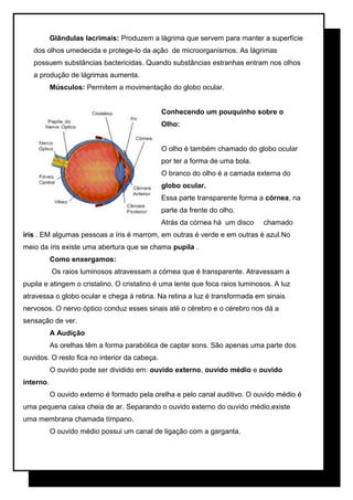 Glândulas lacrimais: Produzem a lágrima que servem para manter a superfície
dos olhos umedecida e protege-lo da ação de microorganismos. As lágrimas
possuem substâncias bactericidas. Quando substâncias estranhas entram nos olhos
a produção de lágrimas aumenta.
Músculos: Permitem a movimentação do globo ocular.
Conhecendo um pouquinho sobre o
Olho:
O olho é também chamado do globo ocular
por ter a forma de uma bola.
O branco do olho é a camada externa do
globo ocular.
Essa parte transparente forma a córnea, na
parte da frente do olho.
Atrás da córnea há um disco

chamado

íris . EM algumas pessoas a íris é marrom, em outras é verde e em outras é azul.No
meio da íris existe uma abertura que se chama pupila .
Como enxergamos:
Os raios luminosos atravessam a córnea que é transparente. Atravessam a
pupila e atingem o cristalino. O cristalino é uma lente que foca raios luminosos. A luz
atravessa o globo ocular e chega à retina. Na retina a luz é transformada em sinais
nervosos. O nervo óptico conduz esses sinais até o cérebro e o cérebro nos dá a
sensação de ver.
A Audição
As orelhas têm a forma parabólica de captar sons. São apenas uma parte dos
ouvidos. O resto fica no interior da cabeça.
O ouvido pode ser dividido em: ouvido externo, ouvido médio e ouvido
interno.
O ouvido externo é formado pela orelha e pelo canal auditivo. O ouvido médio é
uma pequena caixa cheia de ar. Separando o ouvido externo do ouvido médio,existe
uma membrana chamada tímpano.
O ouvido médio possui um canal de ligação com a garganta.

 
