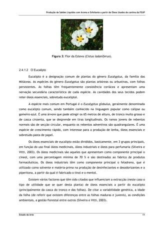 Produção de Sabões Líquidos com Aroma e Esfoliante a partir de Óleos Usados da cantina da FEUP
Estado da Arte 11
Figura 3: Flor da Esteva (Cistus ladaniferus).
2.4.1.2 O Eucalipto
Eucalipto é a designação comum de plantas do género Eucalyptus, da família das
Mitáceas. As espécies do género Eucalyptus são plantas arbóreas ou arbustivas, com folhas
persistentes. As folhas têm frequentemente consistência coriácea e apresentam uma
nervação secundária característica de cada espécie. As cavidades dos seus tecidos podem
reter óleos essenciais, sobretudo eucaliptol.
A espécie mais comum em Portugal é o Eucalyptus globulus, geralmente denominada
como eucalipto comum, sendo também conhecido na linguagem popular como calipse ou
gomeiro-azul. É uma árvore que pode atingir os 65 metros de altura, de tronco muito grosso e
de casca cinzenta, que se desprende em tiras longitudinais. Os ramos jovens de rebentos
normais são de secção circular, enquanto os rebentos adventivos são quadrangulares. É uma
espécie de crescimento rápido, com interesse para a produção de lenha, óleos essenciais e
sobretudo pasta de papel.
Os óleos essenciais de eucalipto estão divididos, basicamente, em 3 grupos principais,
em função do uso final óleos medicinais, óleos industriais e óleos para perfumaria (Silveira e
Vitti, 2003). Os óleos medicinais são aqueles que apresentam como componente principal o
cineol, com uma percentagem mínima de 70 % e são destinados ao fabrico de produtos
farmacêuticos. Os óleos industriais têm como componente principal o feladreno, que é
utilizado como solvente e matéria-prima na produção de desinfectantes e desodorizantes e a
piperitona, a partir da qual é fabricado o tinol e o mentol.
Existem vários factores que têm sido citados que influenciam a extracção (neste caso o
tipo de utilidade que se quer desta planta) de óleos essenciais a partir do eucalipto
(principalmente da casca do tronco e das folhas). De citar a variabilidade genética, a idade
da folha (de referir que existem diferenças entre as folhas maduras e juvenis), as condições
ambientais, a gestão florestal entre outros (Silveira e Vitti, 2003).
 