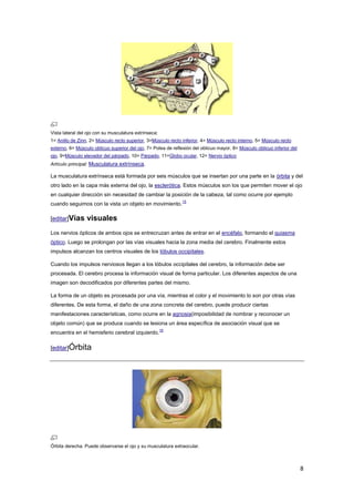 8
Vista lateral del ojo con su musculatura extrínseca:
1= Anillo de Zinn, 2= Músculo recto superior, 3=Músculo recto inferior, 4= Músculo recto interno, 5= Músculo recto
externo, 6= Músculo oblicuo superior del ojo, 7= Polea de reflexión del oblicuo mayor, 8= Músculo oblicuo inferior del
ojo, 9=Músculo elevador del párpado, 10= Párpado, 11=Globo ocular, 12= Nervio óptico
Artículo principal: Musculatura extrínseca.
La musculatura extrínseca está formada por seis músculos que se insertan por una parte en la órbita y del
otro lado en la capa más externa del ojo, la esclerótica. Estos músculos son los que permiten mover el ojo
en cualquier dirección sin necesidad de cambiar la posición de la cabeza, tal como ocurre por ejemplo
cuando seguimos con la vista un objeto en movimiento.
15
[editar]Vías visuales
Los nervios ópticos de ambos ojos se entrecruzan antes de entrar en el encéfalo, formando el quiasma
óptico. Luego se prolongan por las vías visuales hacia la zona media del cerebro. Finalmente estos
impulsos alcanzan los centros visuales de los lóbulos occipitales.
Cuando los impulsos nerviosos llegan a los lóbulos occipitales del cerebro, la información debe ser
procesada. El cerebro procesa la información visual de forma particular. Los diferentes aspectos de una
imagen son decodificados por diferentes partes del mismo.
La forma de un objeto es procesada por una vía, mientras el color y el movimiento lo son por otras vías
diferentes. De esta forma, el daño de una zona concreta del cerebro, puede producir ciertas
manifestaciones características, como ocurre en la agnosia(imposibilidad de nombrar y reconocer un
objeto común) que se produce cuando se lesiona un área específica de asociación visual que se
encuentra en el hemisferio cerebral izquierdo.
16
[editar]Órbita
Órbita derecha. Puede observarse el ojo y su musculatura extraocular.
 