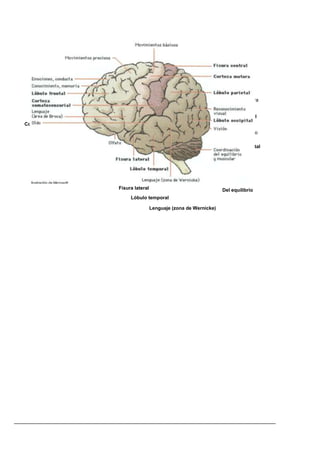 Movimientos básicos

               Movimientos precisos
                                                                                     Fisura central

  Emociones, conducta                                                                Fortaleza motora
  Conocimiento, memoria
   Lóbulo frontal                                                                    Lóbulo parietal
Corteza
                                                                                     Reconocimiento
  Somatosensorial
   Lenguaje   .
                                                                                     visual occipital
                                                                                     Lóbulo
  Oído) de Broca)
   (área




                                 Olfato
                                                                                     Coordinación

                                      Fisura lateral                                 Del equilibrio
                                           Lóbulo temporal
                                                                                     Y muscular
                                                       Lenguaje (zona de Wernicke)
 