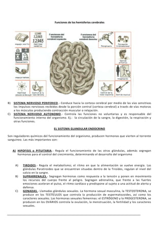 Funciones de los hemisferios cerebrales


                           Funciones del            Funciones del

                           Hemisferio                  Hemisferio

                           Cerebral              Cerebral derecho
                           izquierdo




B)   SISTEMA NERVIOSO PERIFERICO.- Conduce hacia la corteza cerebral por medio de las vías sensitivas
     los impulsos nerviosos recibidos desde la porción central (corteza cerebral) a través de vías motoras
     a los músculos produciendo contracción muscular o relajación.
C)   SISTEMA NERVIOSO AUTONOMO.- Controla las funciones no voluntarias y es responsable del
     funcionamiento interno del organismo. Ej.: la circulación de la sangre, la digestión, la respiración y
     otras funciones.

                                   EL SISTEMA GLANDULAR ENDOCRINO

Son reguladores químicos del funcionamiento del organismo, producen hormonas que vierten al torrente
sanguíneo. Las más importantes son:


     A) HIPOFISIS o PITUITARIA.- Regula el funcionamiento de las otras glándulas, además segregan
        hormonas para el control del crecimiento, determinando el desarrollo del organismo


      A)   TIROIDES.- Regula el metabolismo; el ritmo en que la alimentación se vuelve energía. Las
           glándulas Paratiroides que se encuentran situadas dentro de la Tiroides, regulan el nivel del
           calcio en la sangre.
      B)   SUPRARRENALES.- Segregan hormonas como respuesta a la tensió n y ponen en movimiento
           los recursos del cuerpo frente al peligro. Segregan adrenalina, que frente a las fuertes
           emociones aceleran el pulso, el ritmo cardíaco y predispone al sujeto a una actitud de alerta y
           defensa.
      C)   GONADAS.- Llamadas glándulas sexuales. La hormona sexual masculina, la TESTOSTERONA, se
           produce en los TESTÍCULOS que controla la producción de espermatozoides, así como los
           caracteres sexuales. Las hormonas sexuales femeninas: el ESTRÓGENO y la PROGESTERONA, se
           producen en los OVARIOS controla la ovulación, la menstruación, la fertilidad y los caracteres
           sexuales.
 