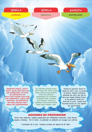 QIWLLA QIWLLA GAVIOTA
ACCIONES DE PREVENCIÓN
Qiwllanakati phisqata, suxtata,
mayata, payata aywini ukaxa jani
jallu puriñapatakiwa, jani ukaxa
uka qiwllanakatixa wali
warart'asisa riwjasipxi ukasti walja
jallu puriñapatakiwa, yaqhaxa saña
munarakiwa, uka qiwllanakatixa
ukha lupina qullutuqiru aywt'i
jukhaxa wali juyphintañatakiwa.
Kay qiwllakuna hamunku pichqa,
suqta hinaqa allin, huklla iskaylla
hinaqa manam paraqa kanqachu.
Sichus kay qiwllakuna
maqanakuspa ayru ayrumanta
halamunku hinaqa, pasaqmim
para hamunqa. Ichaqa kay
qillwakuna urqu laruman halanku
hinaqa qasan hamunqa, ninku.
Cuando las gaviotas vienen en
grupo de cinco o seis, es porque
no lloverá. Cuando revolotean
peleando por aquí y por allá es
para que caigan intensas lluvias.
Si las gaviotas vuelan con
dirección al cerro, cuando está
haciendo mucho sol, eso signiﬁca
que caerá helada.
Testimonio de la Sra. Teodora Lorenzo de Apaza de 67 años.
Estas aves anuncian, peligros generados por fenómenos naturales, como lluvias,
sequía y heladas. Por lo tanto, el poblador se adelanta en recoger sus cultivos.
(AYMARA) (QUECHUA) (CASTELLANO)
 