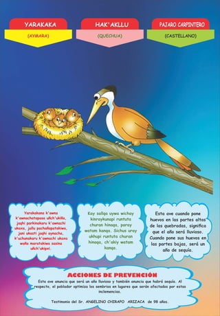YARAKAKA HAK'AKLLU PAJARO CARPINTERO
ACCIONES DE PREVENCIÓN
Yarakakana k'awna
k'awnachatapasa uñch'ukiña,
jaqhi parkinakaru k'awnachi
ukaxa, jallu pachañapatakiwa,
jani ukasti jaqhi aynacha,
k'uchunakaru k'awnachi ukaxa
waña maratakiwa sasina
uñch'ukipxi.
Kay sallqa uywa wichay
kinraykunapi runtuta
churan hinaqa, paray
watam kanqa. Sichus uray
ukhupi runtuta churan
hinaqa, ch'akiy watam
kanqa.
Esta ave cuando pone
huevos en las partes altas
de las quebradas, signiﬁca
que el año será lluvioso.
Cuando pone sus huevos en
las partes bajas, será un
año de sequía.
Testimonio del Sr. ANGELINO CHIRAPO ARIZACA de 98 años.
Esta ave anuncia que será un año lluvioso y también anuncia que habrá sequía. Al
respecto, el poblador optimiza los sembrios en lugares que serán afectados por estas
inclemencias.
(AYMARA) (QUECHUA) (CASTELLANO)
 