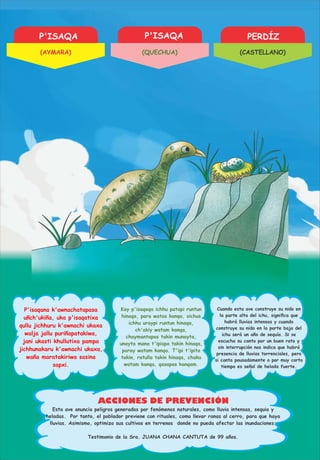 P'ISAQA P'ISAQA PERDÍZ
ACCIONES DE PREVENCIÓN
P'isaqana k'awnachatapasa
uñch'ukiña, uka p'isaqatixa
qullu jichhuru k'awnachi ukaxa
walja jallu puriñapatakiwa,
jani ukasti khullutixa pampa
jichhunakaru k'awnachi ukaxa,
waña maratakiriwa sasina
sapxi.
Kay p'isaqaqa ichhu patapi runtun
hinaqa, para watas kanqa, sichus
ichhu uraypi runtun hinaqa,
ch'akiy watam kanqa,
chaymantapas takin munayta,
unayta mana t'ipispa takin hinaqa,
paray watam kanqa. T'ipi t'ipita
takin, ratulla takin hinaqa, chaku
watam kanqa, qasapas kanqam.
Cuando esta ave construye su nido en
la parte alta del ichu, signiﬁca que
habrá lluvias intensas y cuando
construye su nido en la parte baja del
ichu será un año de sequía. Si se
escucha su canto por un buen rato y
sin interrupción nos indica que habrá
presencia de lluvias torrenciales, pero
si canta pausadamente o por muy corto
tiempo es señal de helada fuerte.
Esta ave anuncia peligros generados por fenómenos naturales, como lluvia intensas, sequia y
heladas. Por tanto, el poblador previene con rituales, como llevar ranas al cerro, para que haya
lluvias. Asimismo, optimiza sus cultivos en terrenos donde no pueda afectar las inundaciones.
Testimonio de la Sra. JUANA CHANA CANTUTA de 99 años.
(AYMARA) (QUECHUA) (CASTELLANO)
 