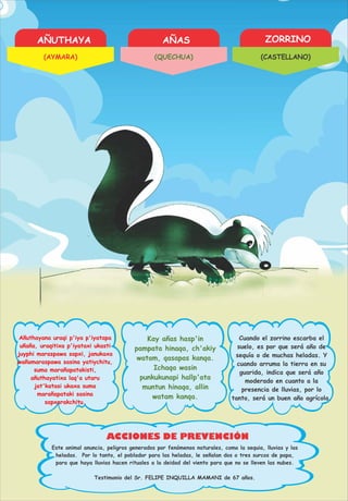 AÑUTHAYA AÑAS ZORRINO
ACCIONES DE PREVENCIÓN
Añuthayana uraqi p'iya p'iyatapa
uñaña, uraqitixa p'iyataxi ukasti
juyphi maraspawa sapxi, janukaxa
wañamaraspawa sasina yatiychitu,
suma marañapatakisti,
añuthayatixa laq'a utaru
jat'katasi ukaxa suma
marañapataki sasina
sapxarakchitu.
Kay añas hasp'in
pampata hinaqa, ch'akiy
watam, qasapas kanqa.
Ichaqa wasin
punkukunapi hallp'ata
muntun hinaqa, allin
watam kanqa.
Cuando el zorrino escarba el
suelo, es por que será año de
sequía o de muchas heladas. Y
cuando arruma la tierra en su
guarida, indica que será año
moderado en cuanto a la
presencia de lluvias, por lo
tanto, será un buen año agrícola.
Este animal anuncia, peligros generados por fenómenos naturales, como la sequia, lluvias y las
heladas. Por lo tanto, el poblador para las heladas, le señalan dos o tres surcos de papa,
para que haya lluvias hacen rituales a la deidad del viento para que no se lleven las nubes.
Testimonio del Sr. FELIPE INQUILLA MAMANI de 67 años.
(AYMARA) (QUECHUA) (CASTELLANO)
 